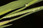 Mudbank crowngrass